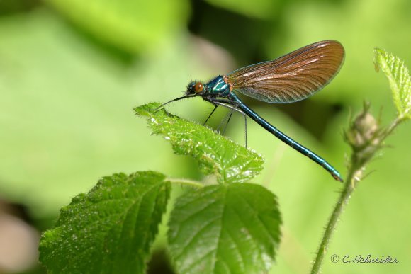 Calopterix vierge