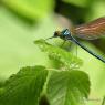 Calopterix vierge