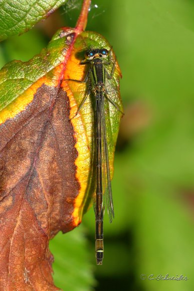  Ischnure Élégante