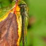 Les Insectes