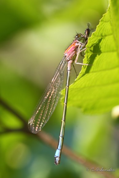  Ischnure Élégante