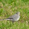 Oiseaux