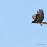 Buse Variable