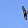 Buse Variable