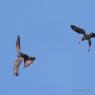 Buse Variable