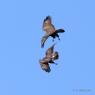 Buse Variable
