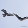 Buse Variable
