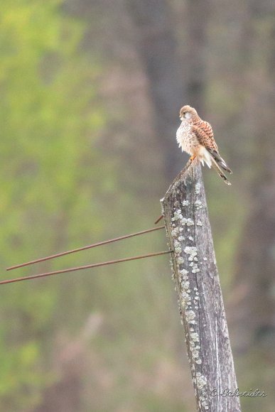 Faucon Crécerelle
