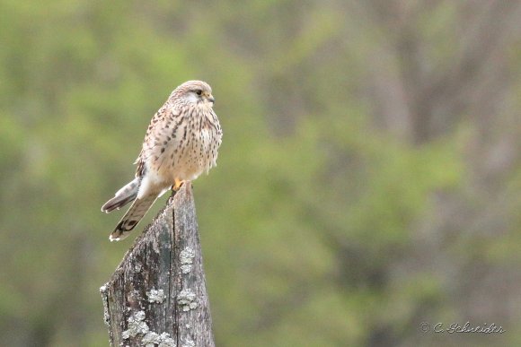 Faucon Crécerelle