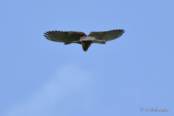 Faucon crécerelle