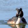 Grebe hupée