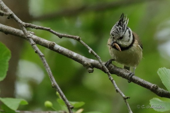 Mésange hupée