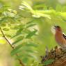 Pinson des Arbres